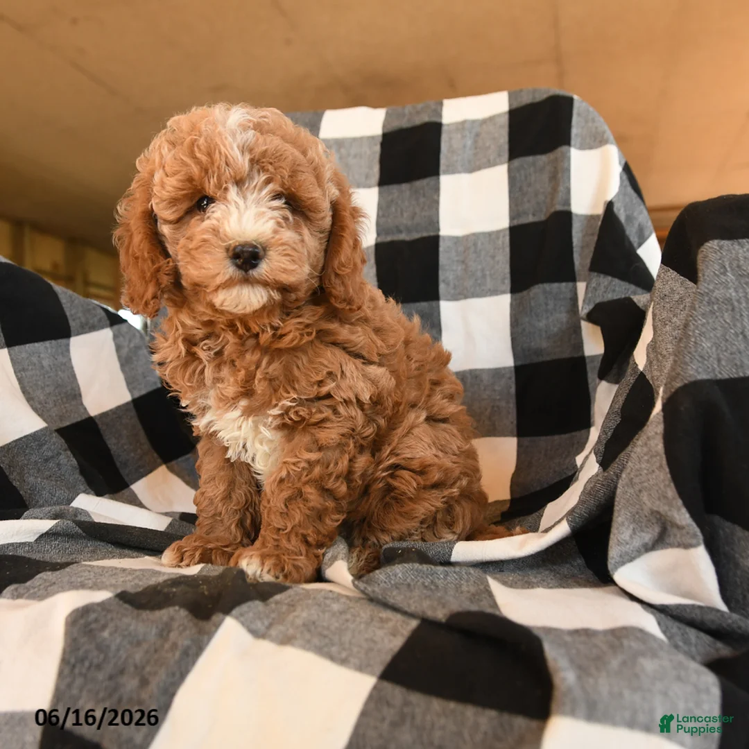 Cavapoo dogs for sale: Fanny - Ad 3