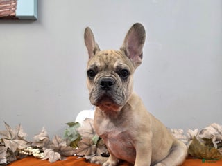French Bulldog dogs - Ad 9