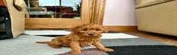 Cavapoo dogs for sale: Cavapoo male Puppy 3 - Ad 5