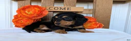 Miniature Dachshund dogs for sale: Miniature Dachshund Puppy 5 - Ad 2