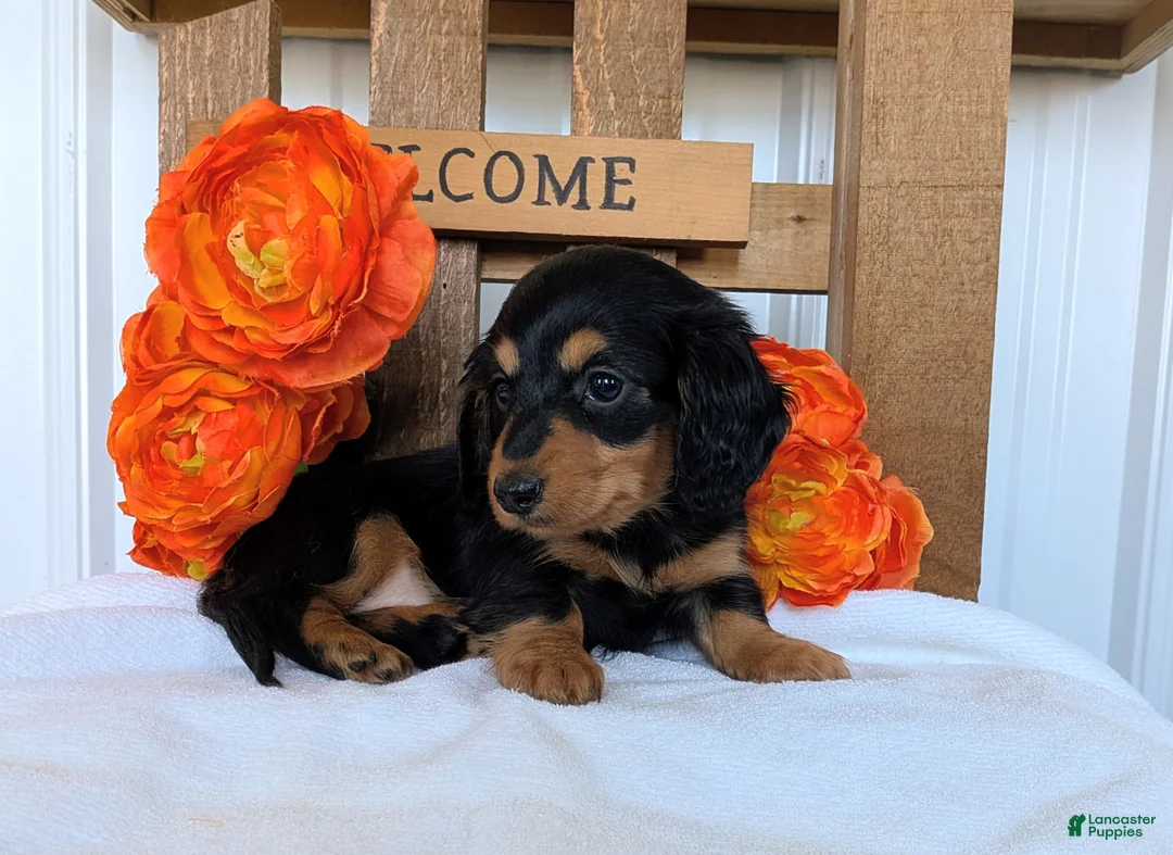 Miniature Dachshund dogs for sale: Miniature Dachshund Puppy 5 - Ad 2