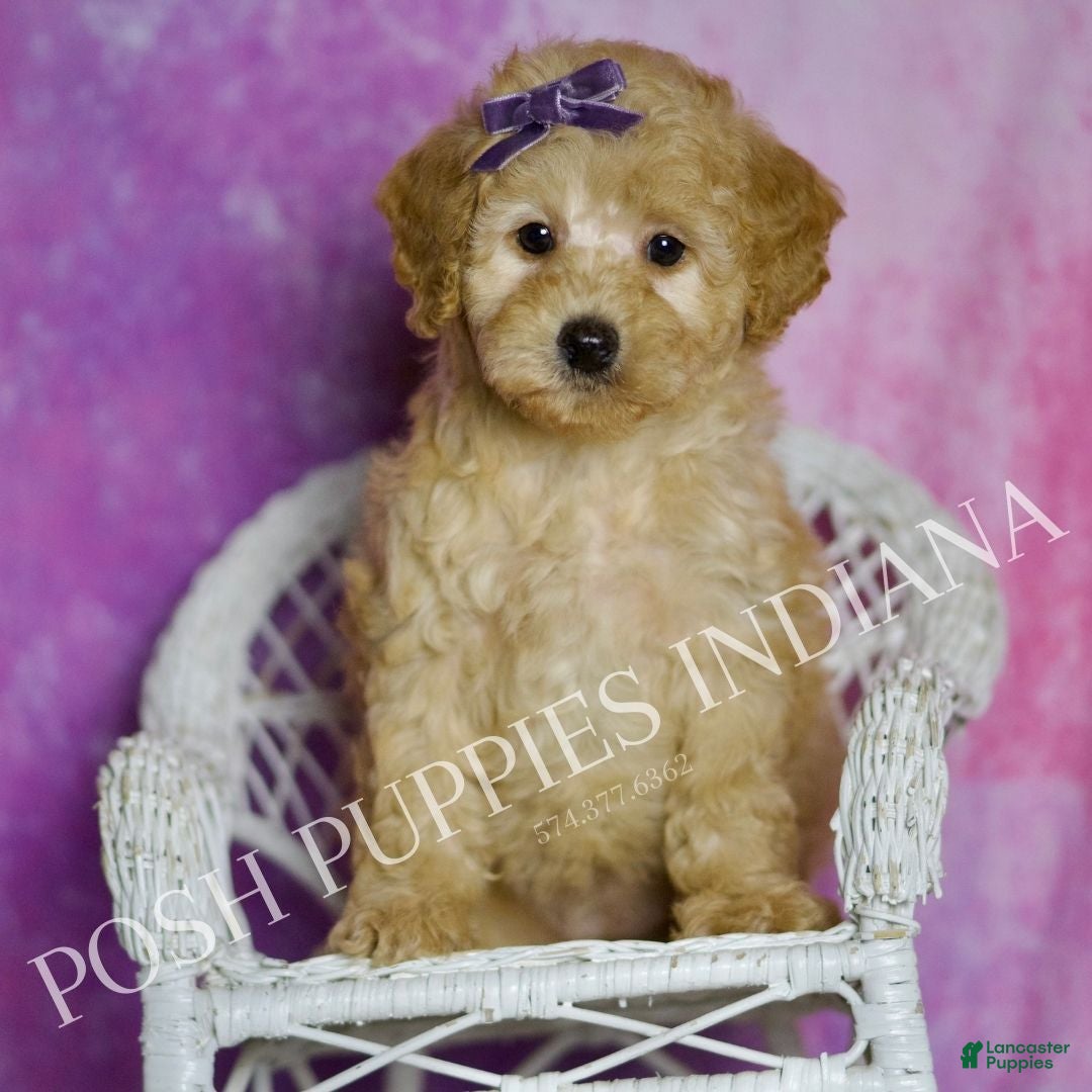 Toy Poodle dogs Fresca - Ad 18
