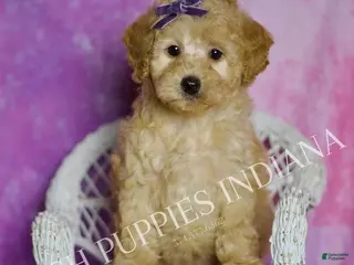 Toy Poodle dogs Fresca - Ad 18