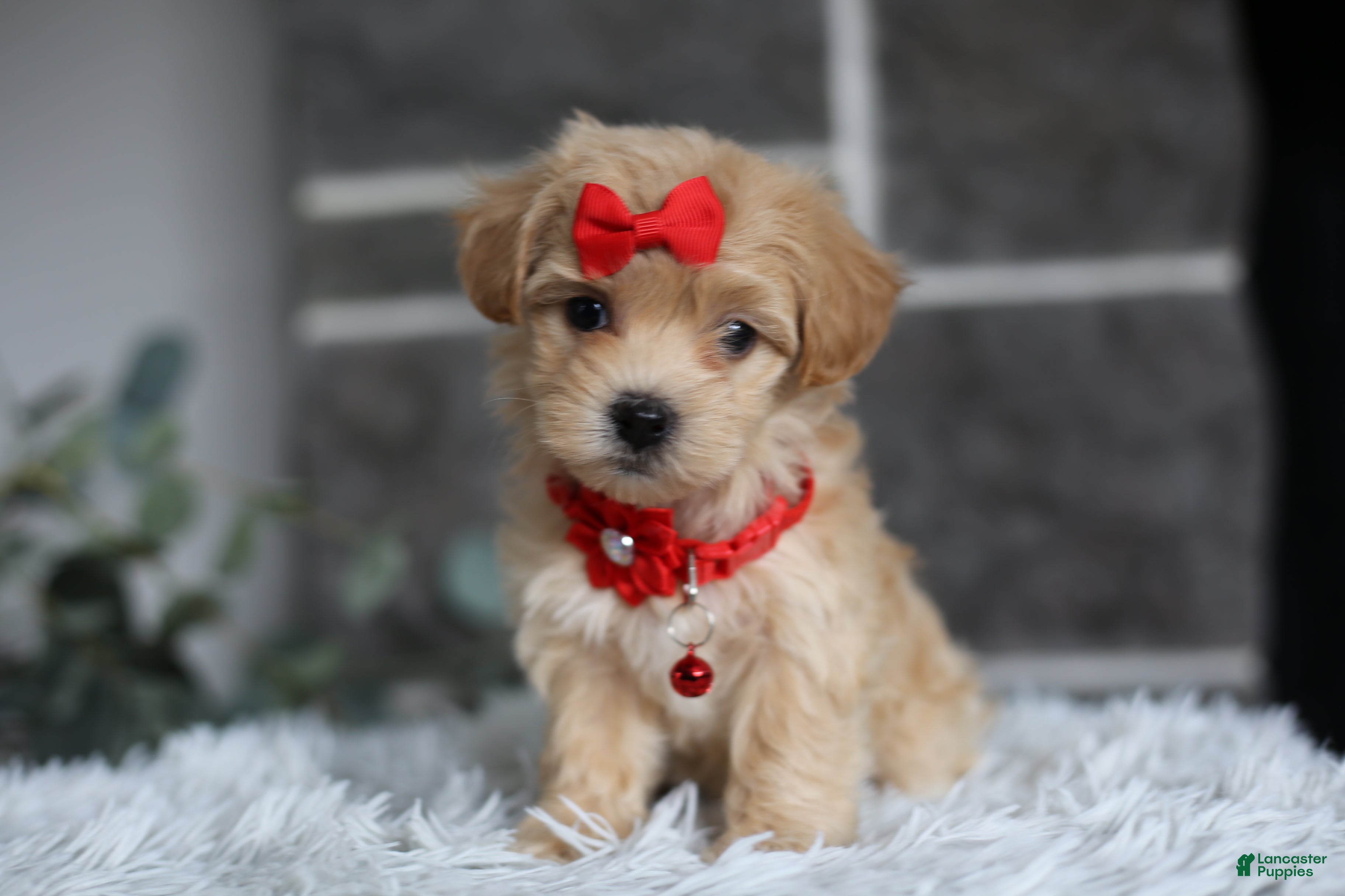 Maltipoo dogs Robin - Ad 16