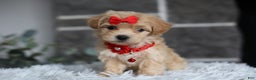 Maltipoo dogs for sale: Robin - Ad 1
