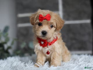 Maltipoo dogs Robin - Ad 25