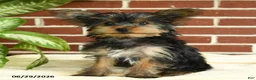 Yorkshire Terrier dogs for sale: Nutella - Ad 5