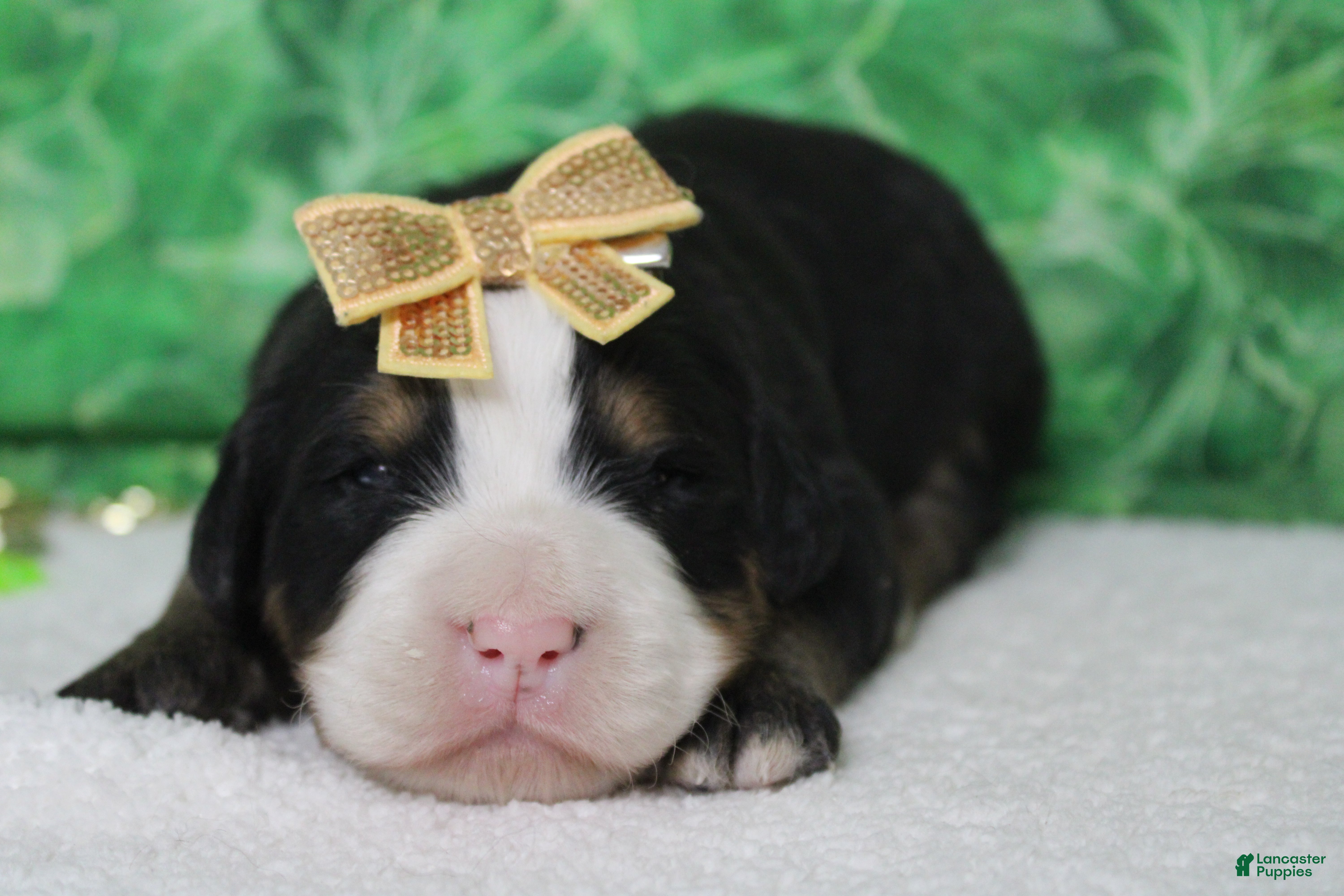 Bernese Mountain Dog dogs Natalie  - Ad 15