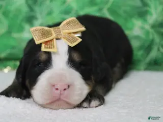 Bernese Mountain Dog dogs Natalie - Ad 15