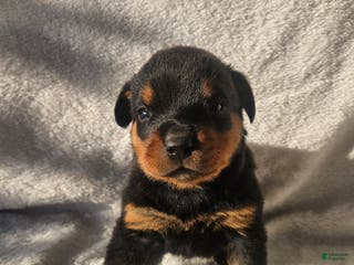 Rottweiler dogs Billy - Ad 40