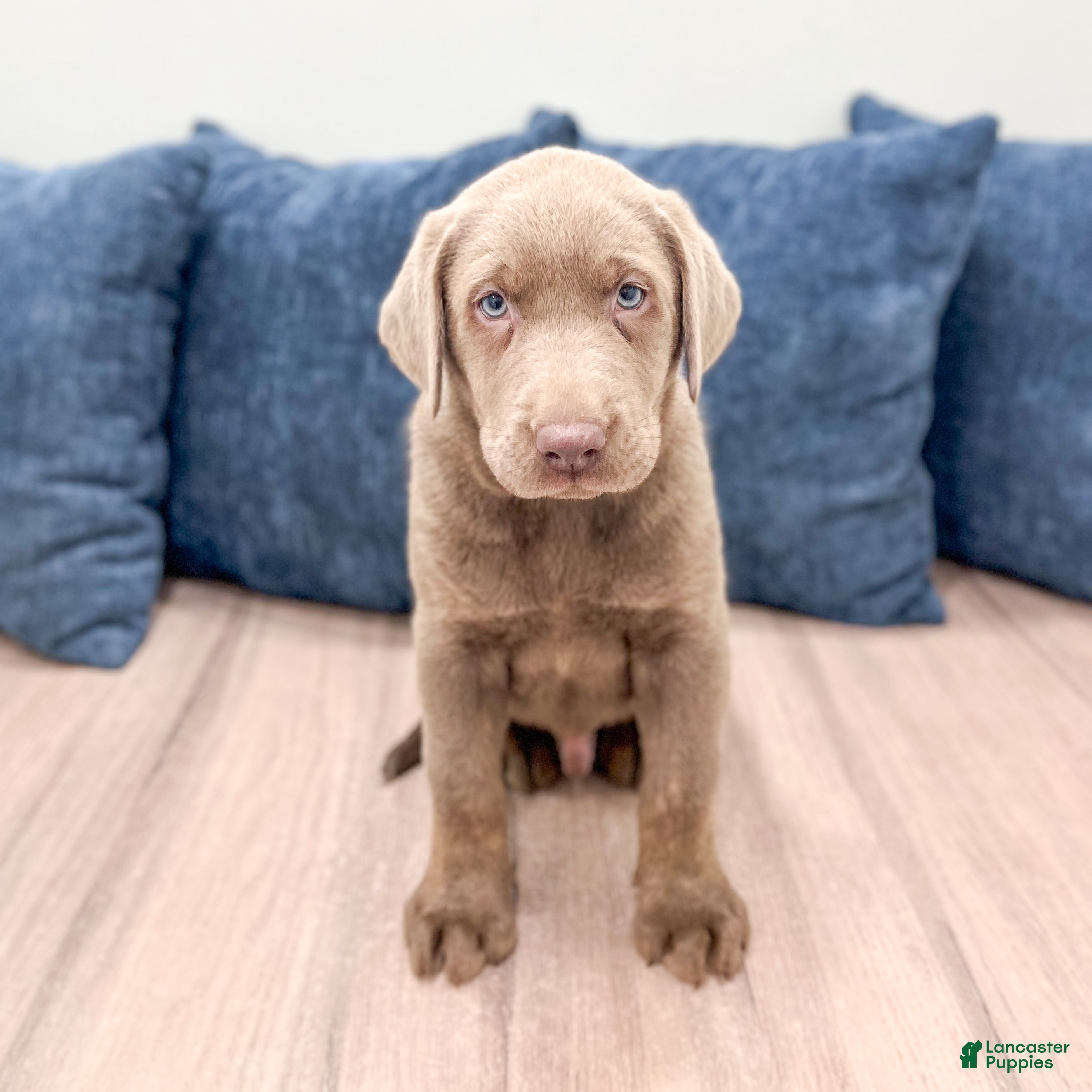 Labrador Retriever dogs Ralph - Ad 1