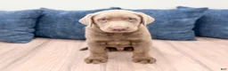Labrador Retriever dogs for sale: Ralph - Ad 1