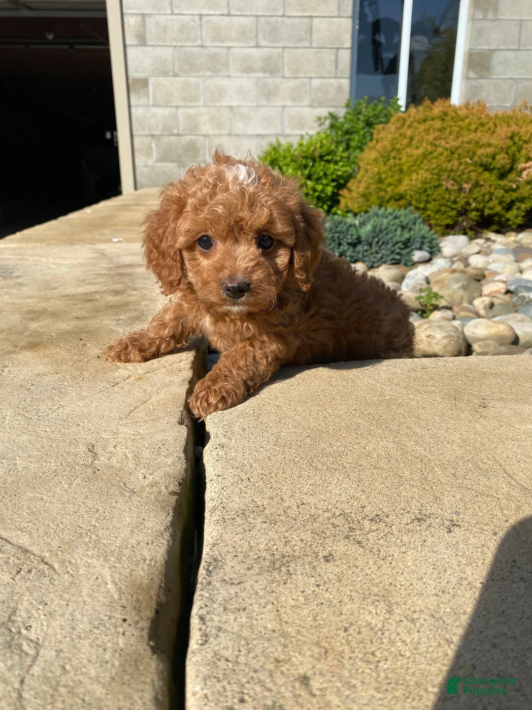 Cavapoo dogs for sale: Layla - Ad 18
