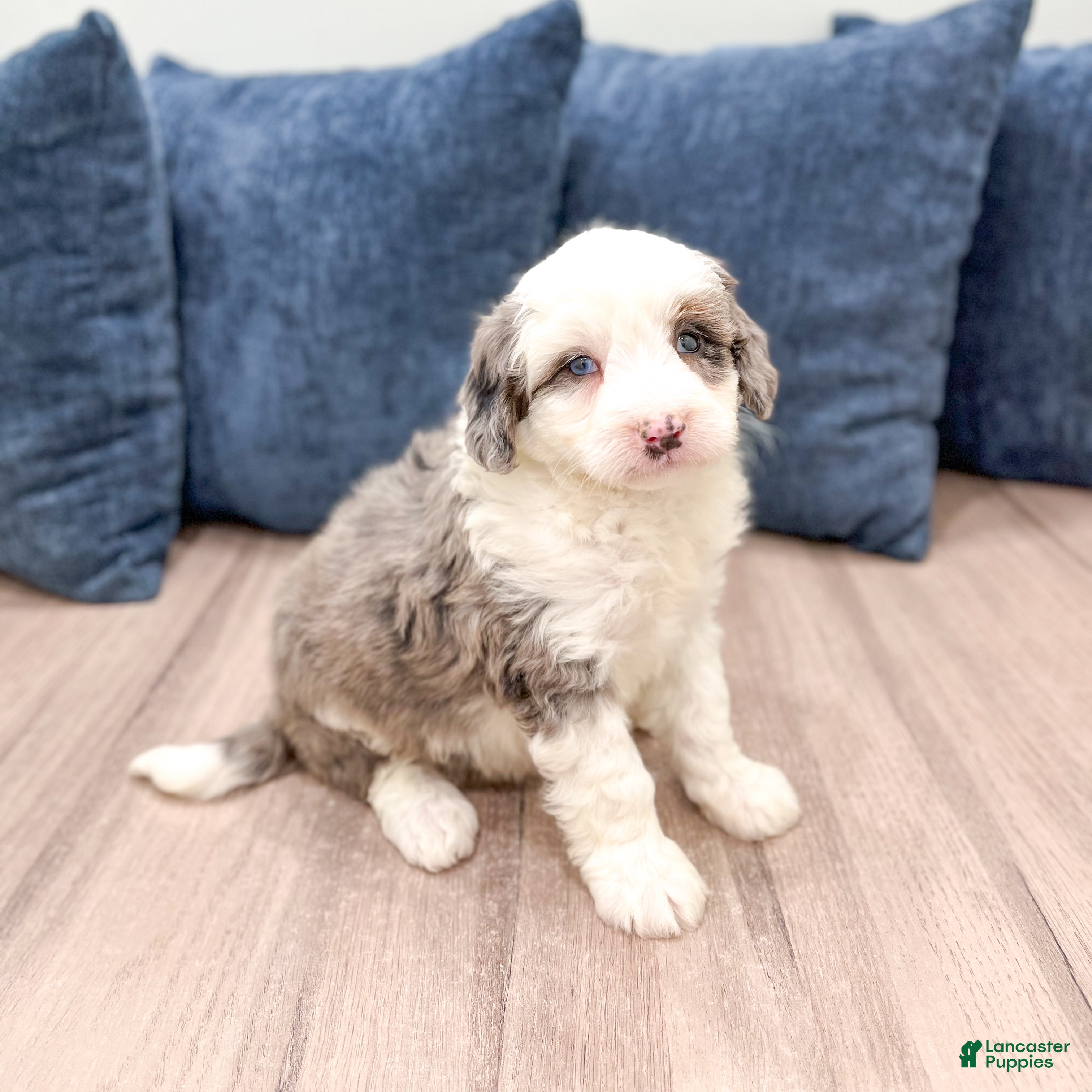 Mini Bernedoodle dogs Thor - House Trained - Ad 1