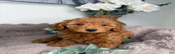 Mini Goldendoodle dogs for sale: Teddy 🧸 | Male Goldendoodle Puppy - Ad 4