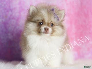 Pomeranian dogs Pheobe - Ad 35
