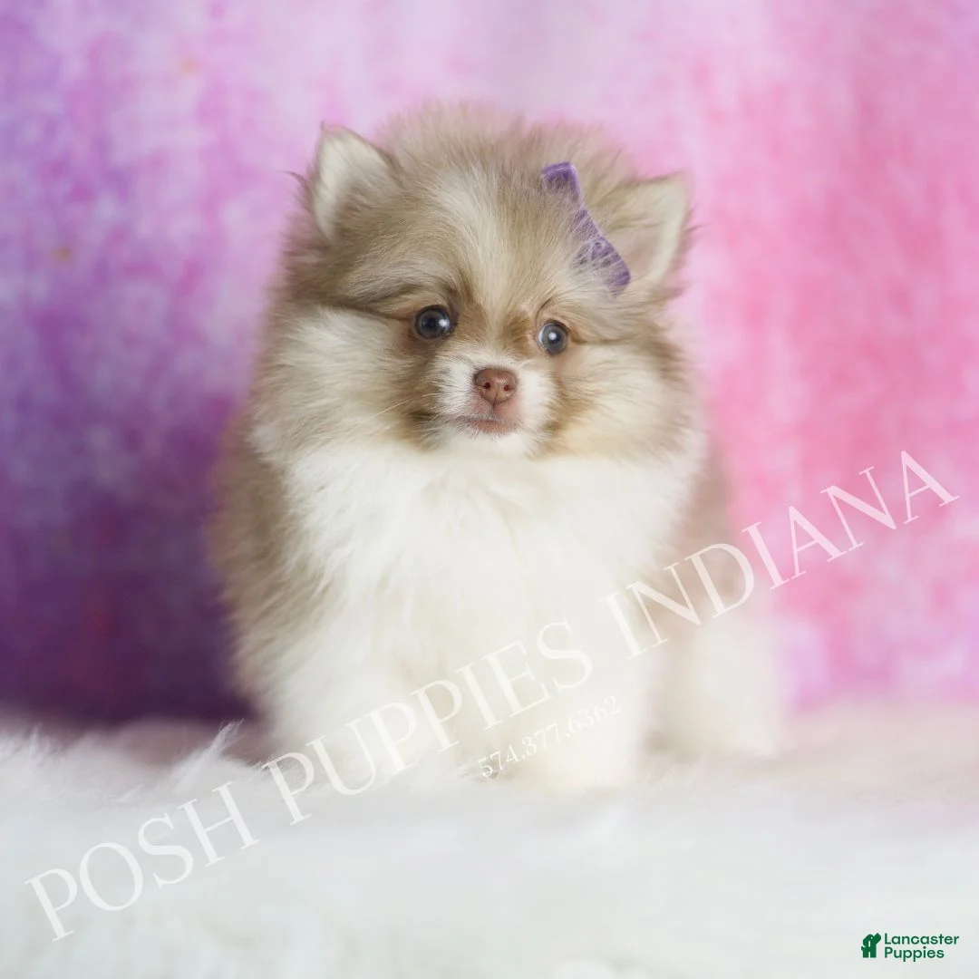 Pomeranian dogs for sale: Pheobe - Ad 1
