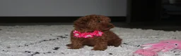 Toy Poodle dogs for sale: Beauty - Ad 8