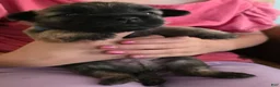 Cairn Terrier dogs for sale: Dark Sky  - Ad 3