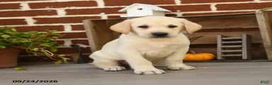 Tater tot