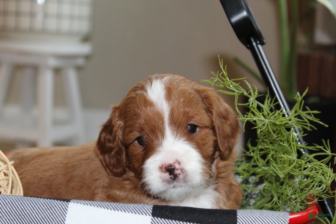 Cavapoo dogs for sale: Ember - F1B Cavapoo Female - Ad 6