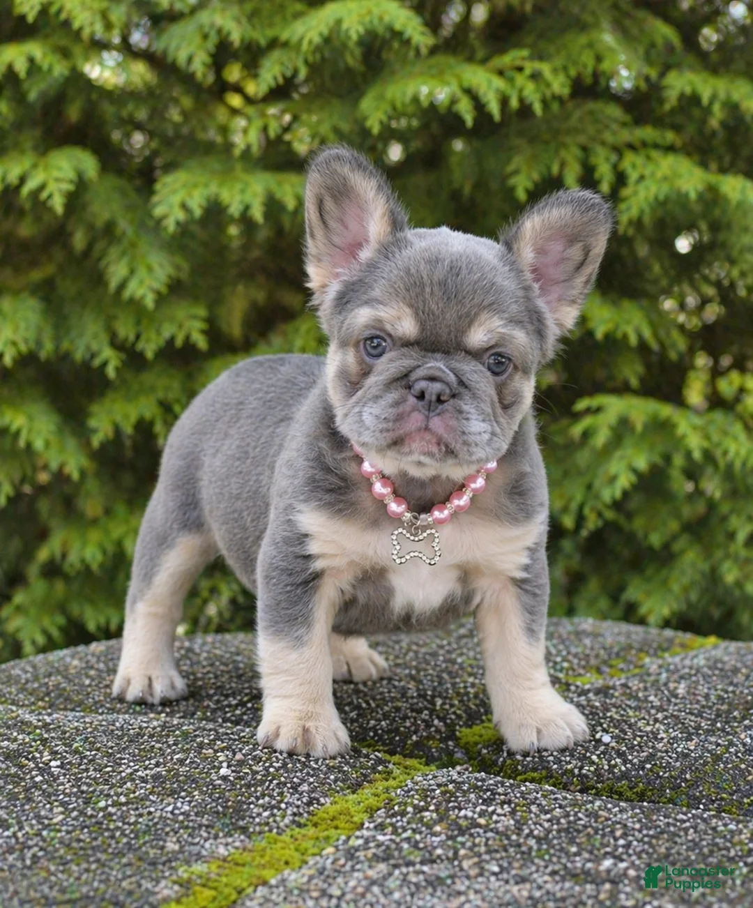French Bulldog dogs for sale: Coco - Ad 2