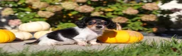 Dachshund dogs for sale: Lucy - Ad 6
