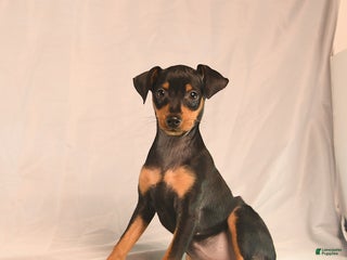 Miniature Pinscher dogs - Ad 9