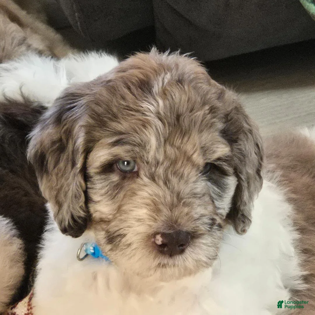 Newfypoo dogs for sale: Light Blue - Ad 2