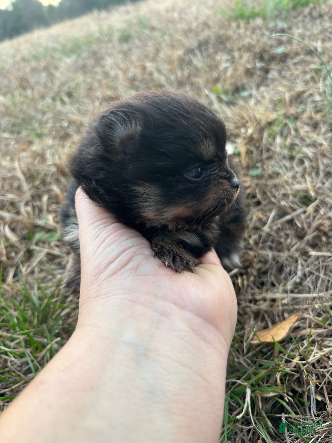 Pomeranian dogs for sale: Pomeranian Puppy 2 - Ad 4