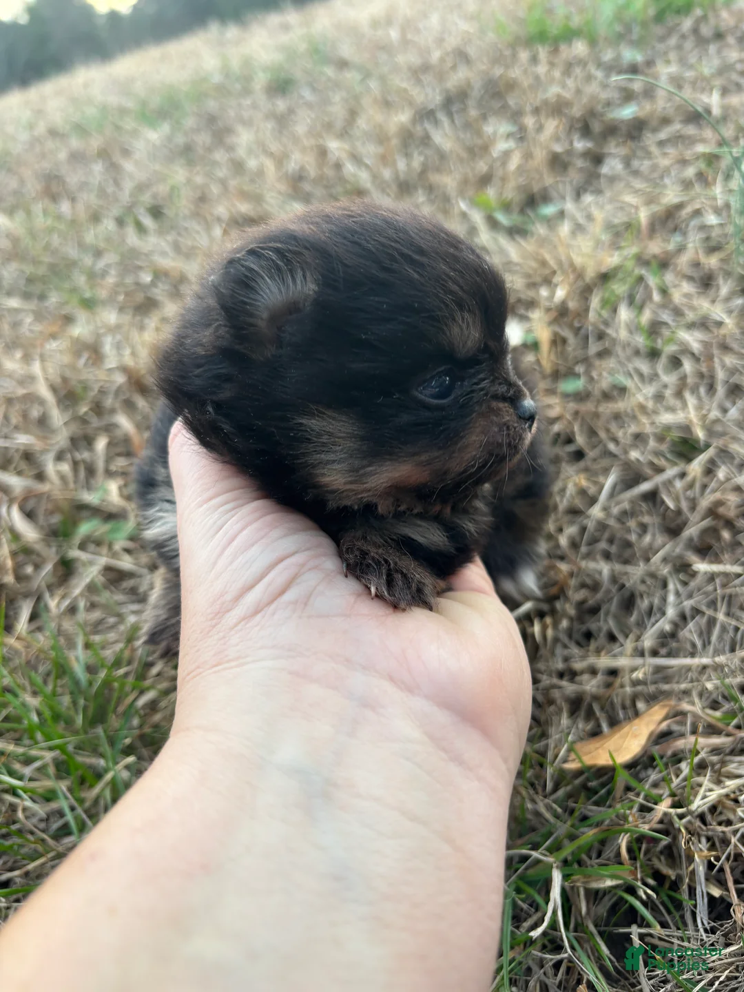 Pomeranian dogs for sale: Pomeranian Puppy 2 - Ad 4
