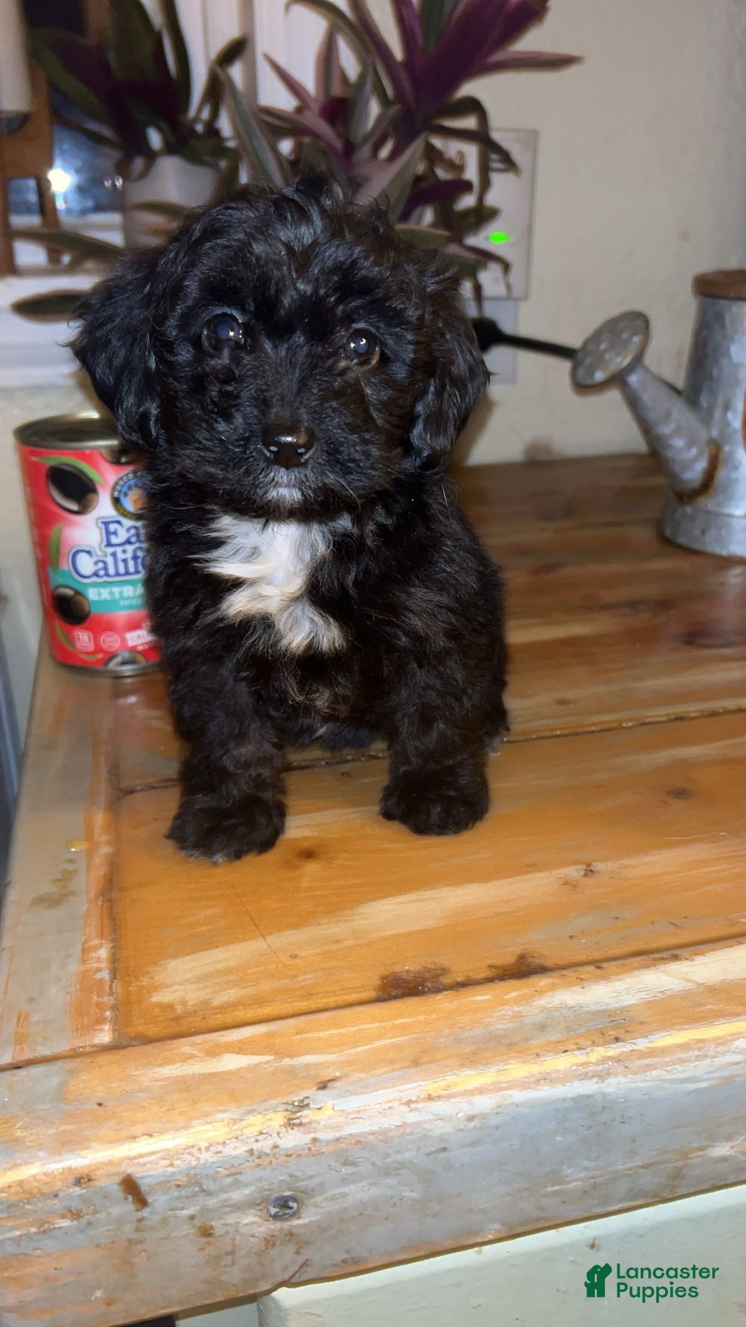 Mixed Breed dogs for sale: Puppy 2  toy aussiedoddle - Ad 1