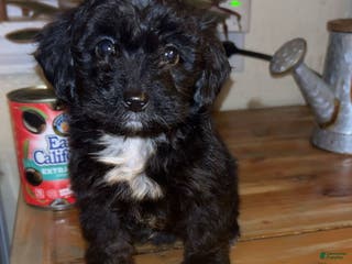 Mixed Breed dogs Puppy 2 toy aussiedoddle - Ad 20