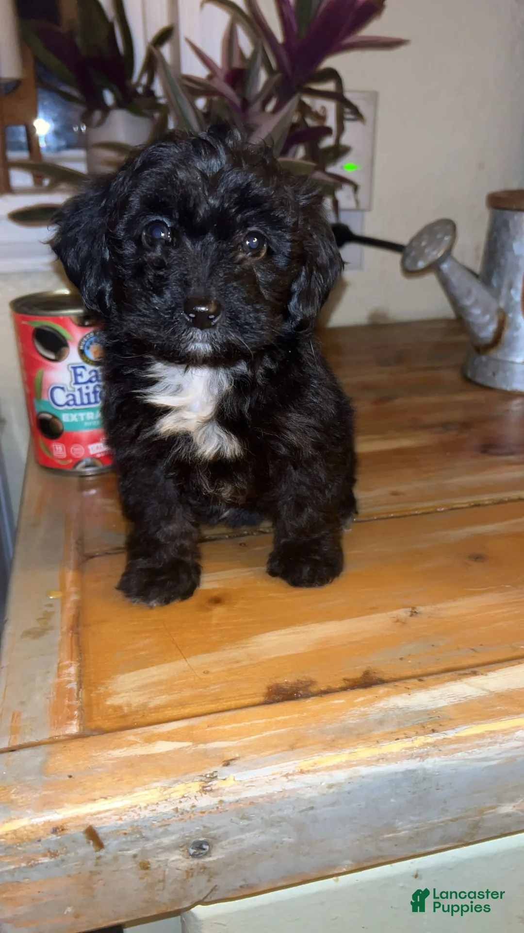 Mixed Breed dogs for sale: Puppy 2  toy aussiedoddle - Ad 1