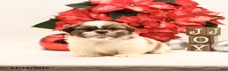 Shih Tzu dogs for sale: Sparkle - Ad 3