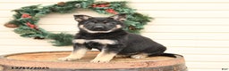 German Shepherd dogs for sale: Bluebell - Ad 3