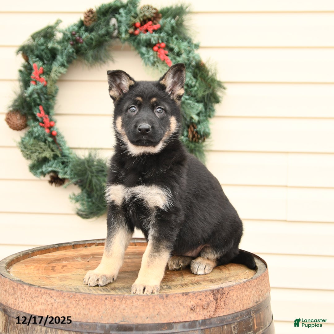 German Shepherd dogs for sale: Bluebell - Ad 3
