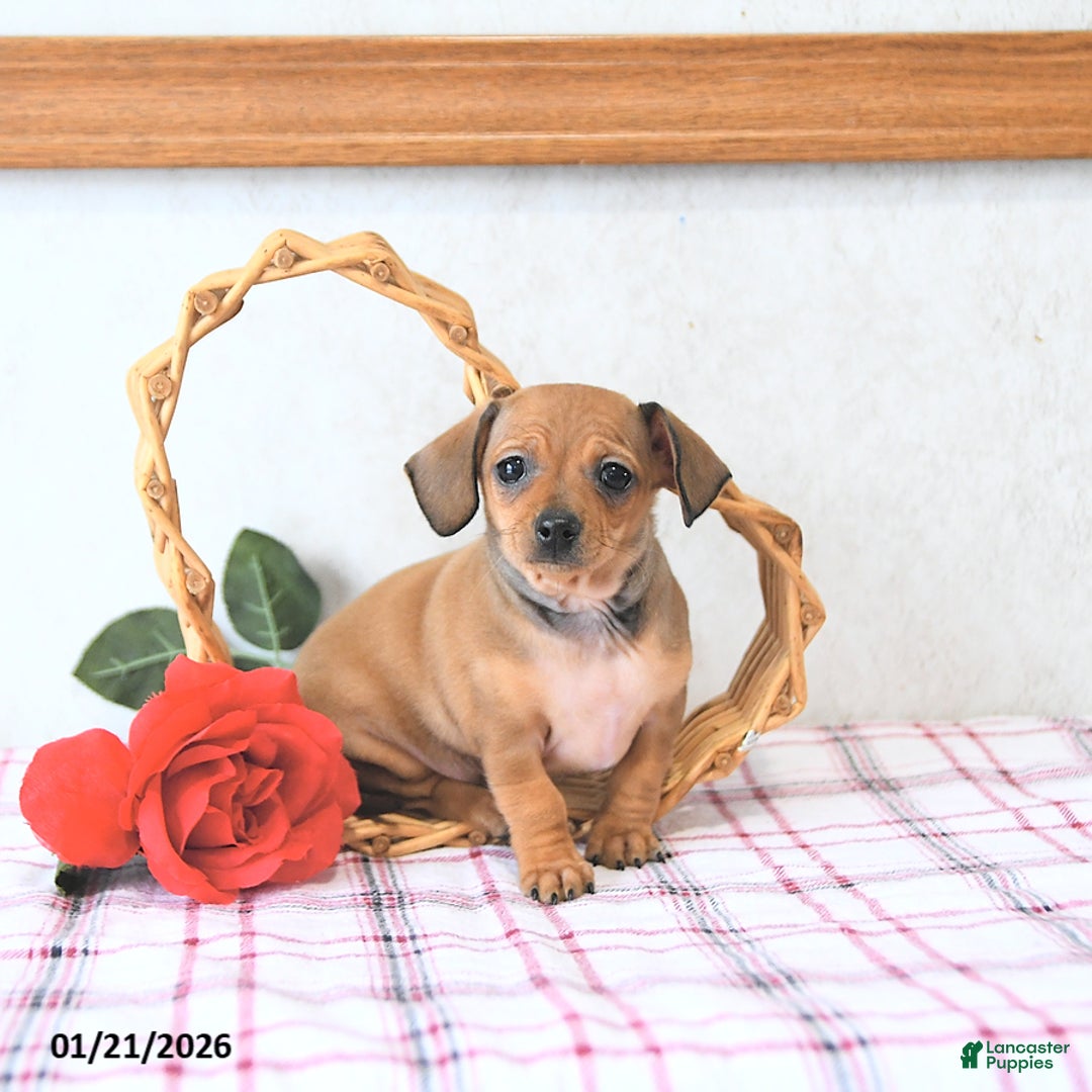 Mixed Breed dogs for sale: Juliet EXTRA SMALL - Ad 5