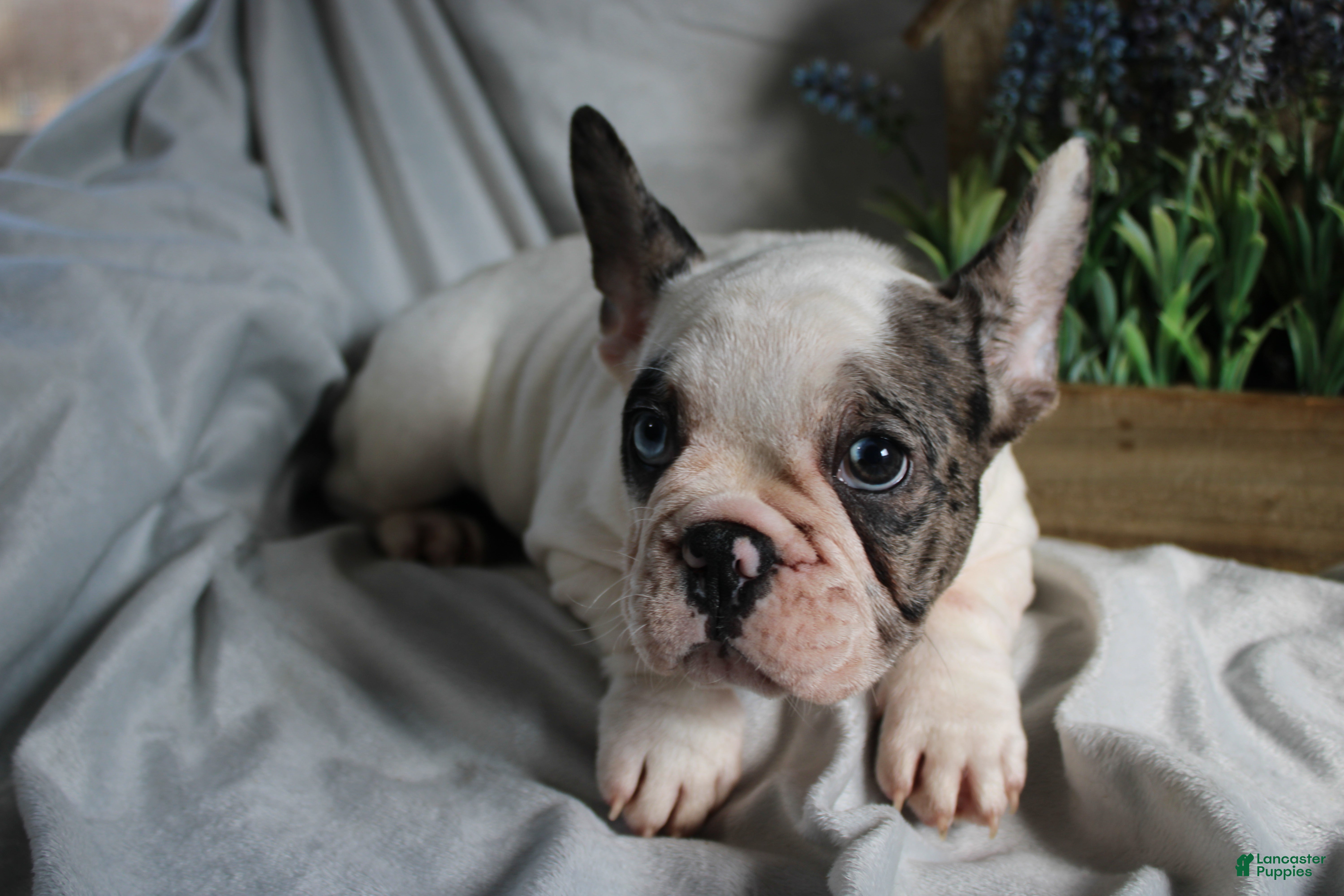 French Bulldog dogs French Bulldog Puppy 2 - Ad 2