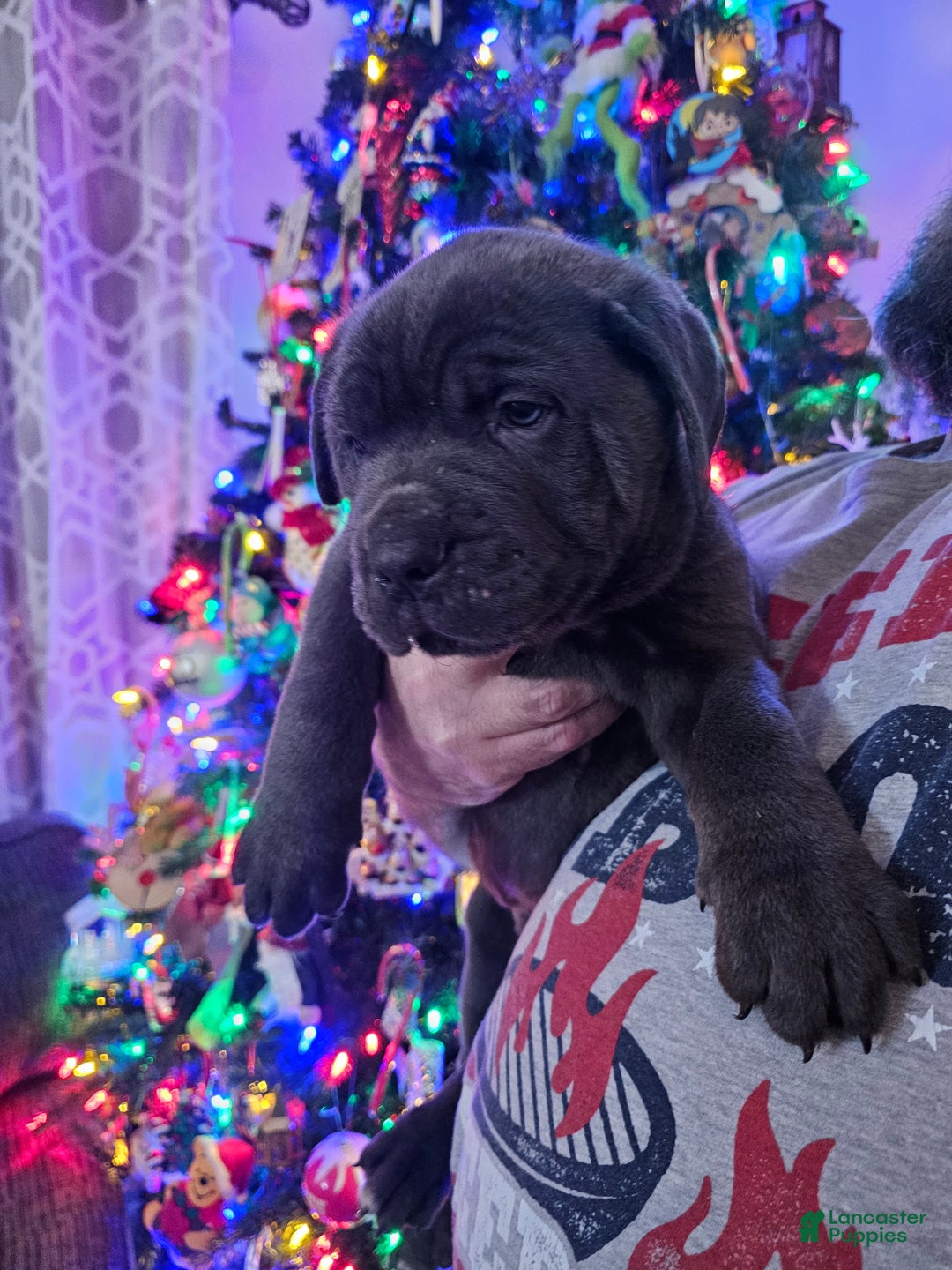 Cane Corso dogs for sale: Loki - Ad 5