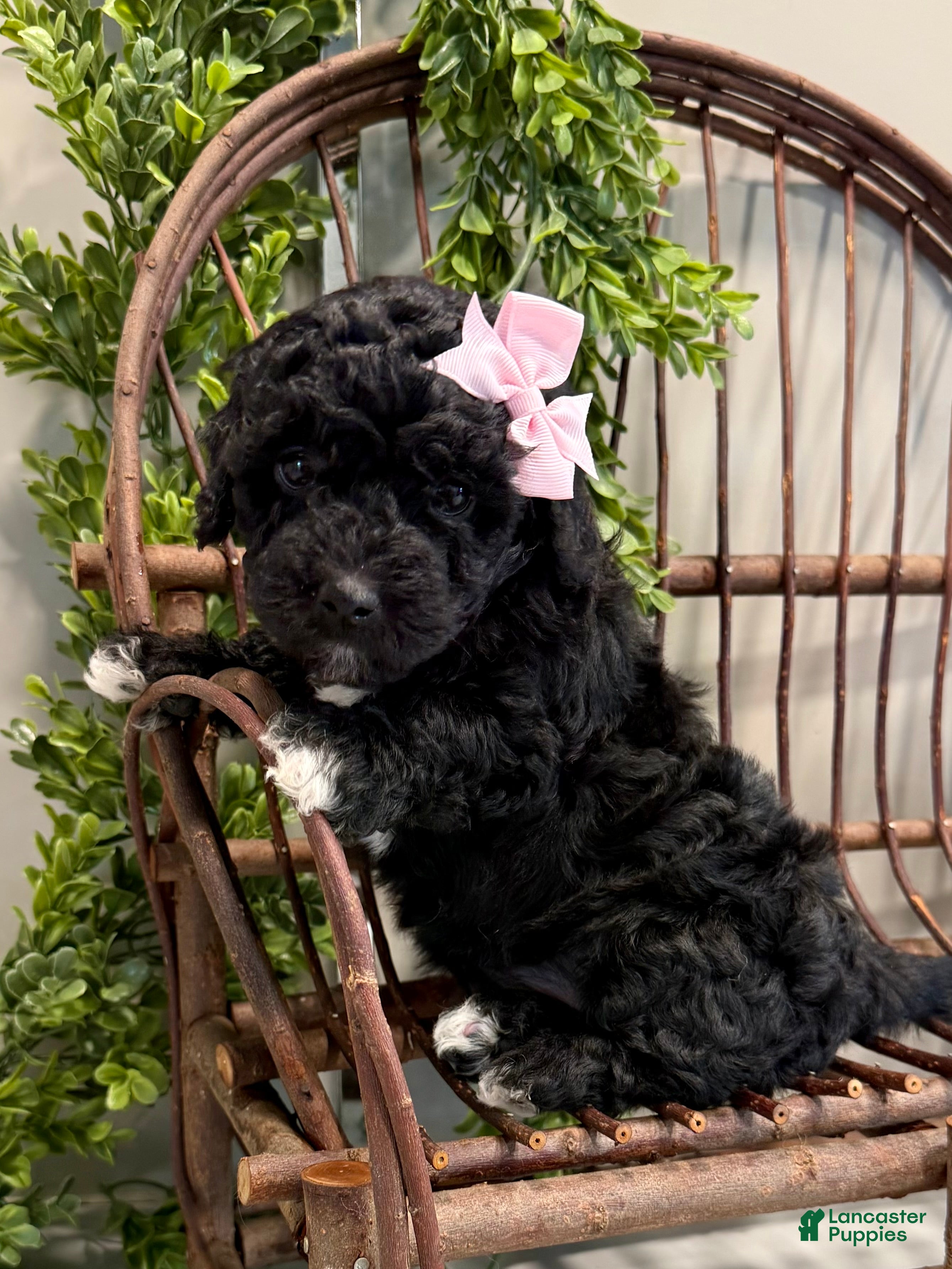 Mini Goldendoodle dogs Oakley - Ad 4