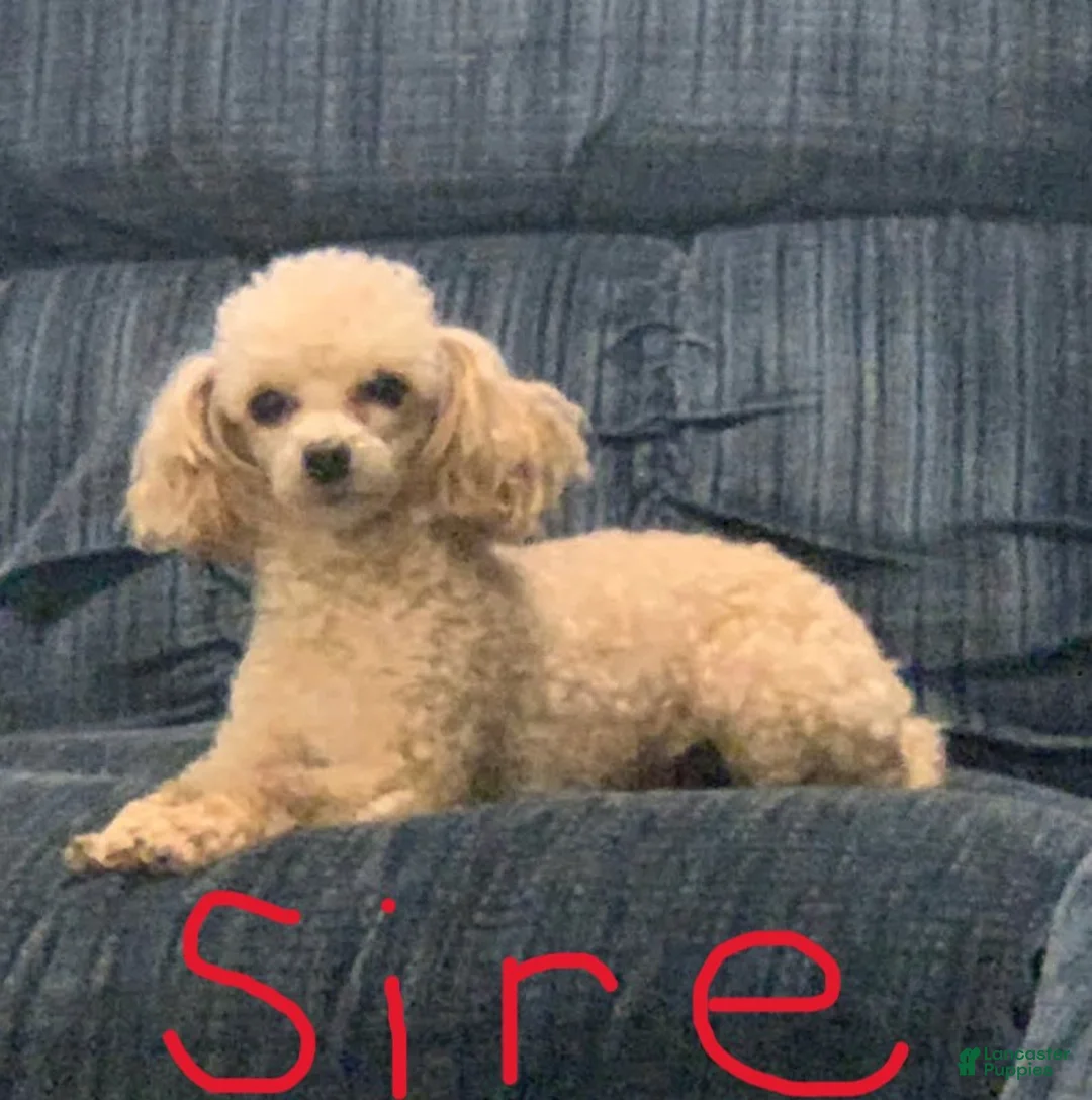 Yorkiepoo dogs for sale: Yorkiepoo Puppy 2 - Ad 2