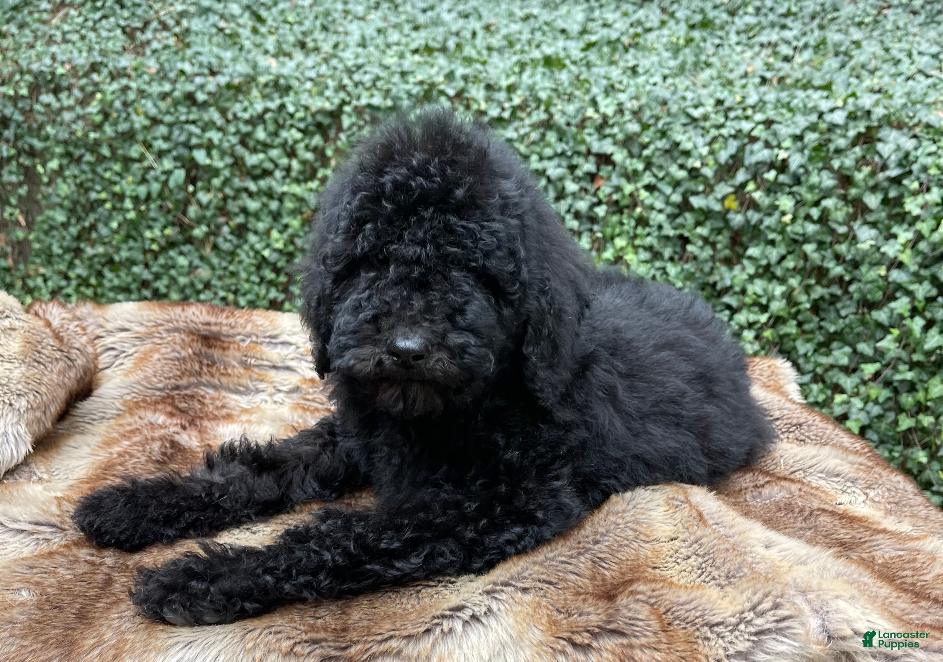 Goldendoodle dogs SALE “Holly” CKC Goldendoodle 🐶 parents dna/health tested clear - Ad 37