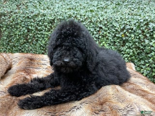 Goldendoodle dogs SALE “Holly” CKC Goldendoodle 🐶 parents dna/health tested clear - Ad 20