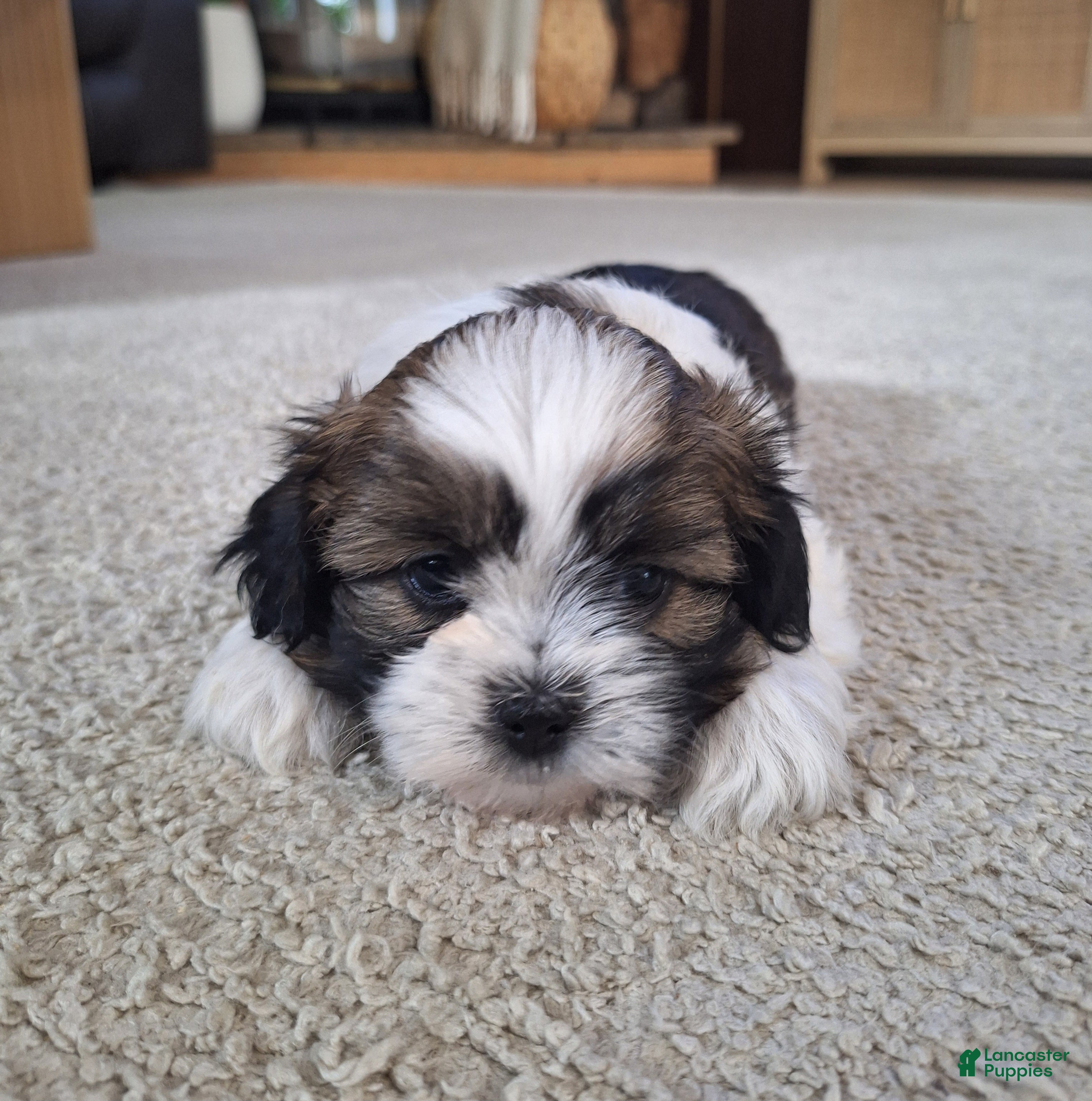Shih Tzu dogs Layla  - Ad 2