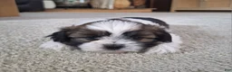 Shih Tzu dogs for sale: Layla  - Ad 2