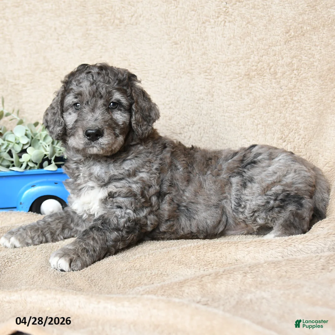 Goldendoodle dogs for sale: Cookie - Ad 3