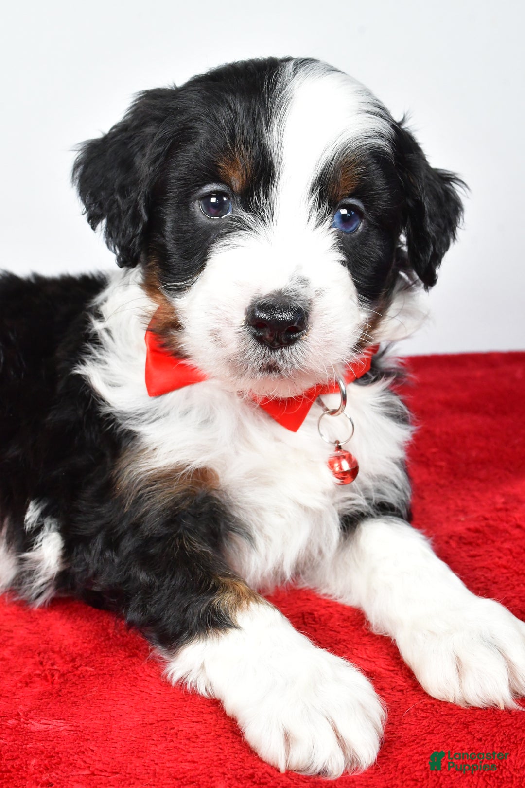 Mini Aussiedoodle dogs for sale: Shadow - Ad 9