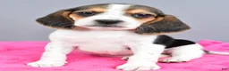Beagle dogs for sale: Daisy - Ad 8
