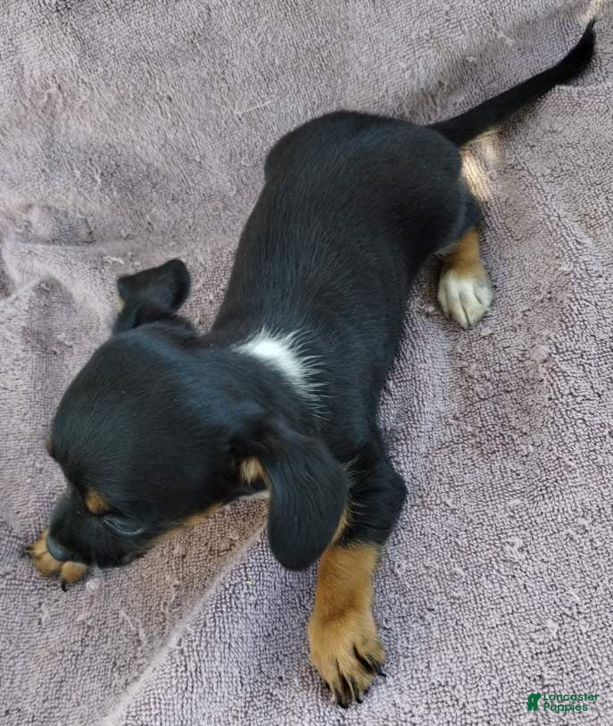 Mixed Breed dogs Boy  - Ad 1